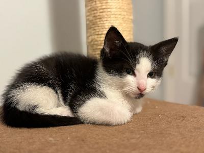 Enlarge Benji, a ADOPTABLE mixed breed in Staunton, VA image 3/4