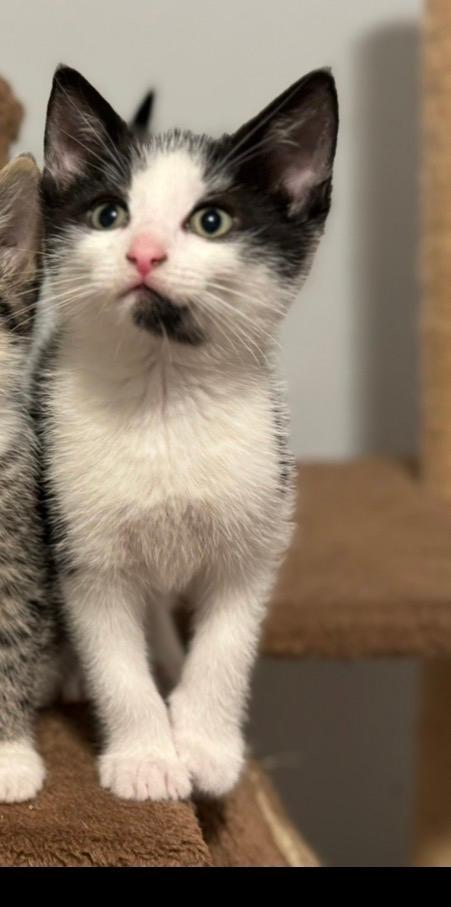 Enlarge Benji, a ADOPTABLE mixed breed in Staunton, VA image 1/4