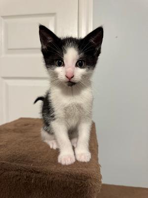 Enlarge Benji, a ADOPTABLE mixed breed in Staunton, VA image 2/4