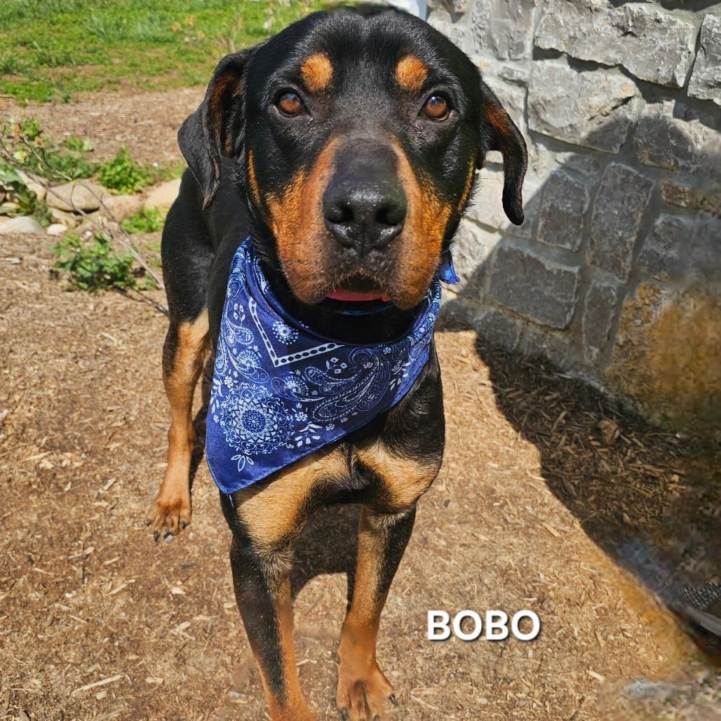 Bobo, a ADOPTABLE mixed breed in Summerville, SC image 3/6