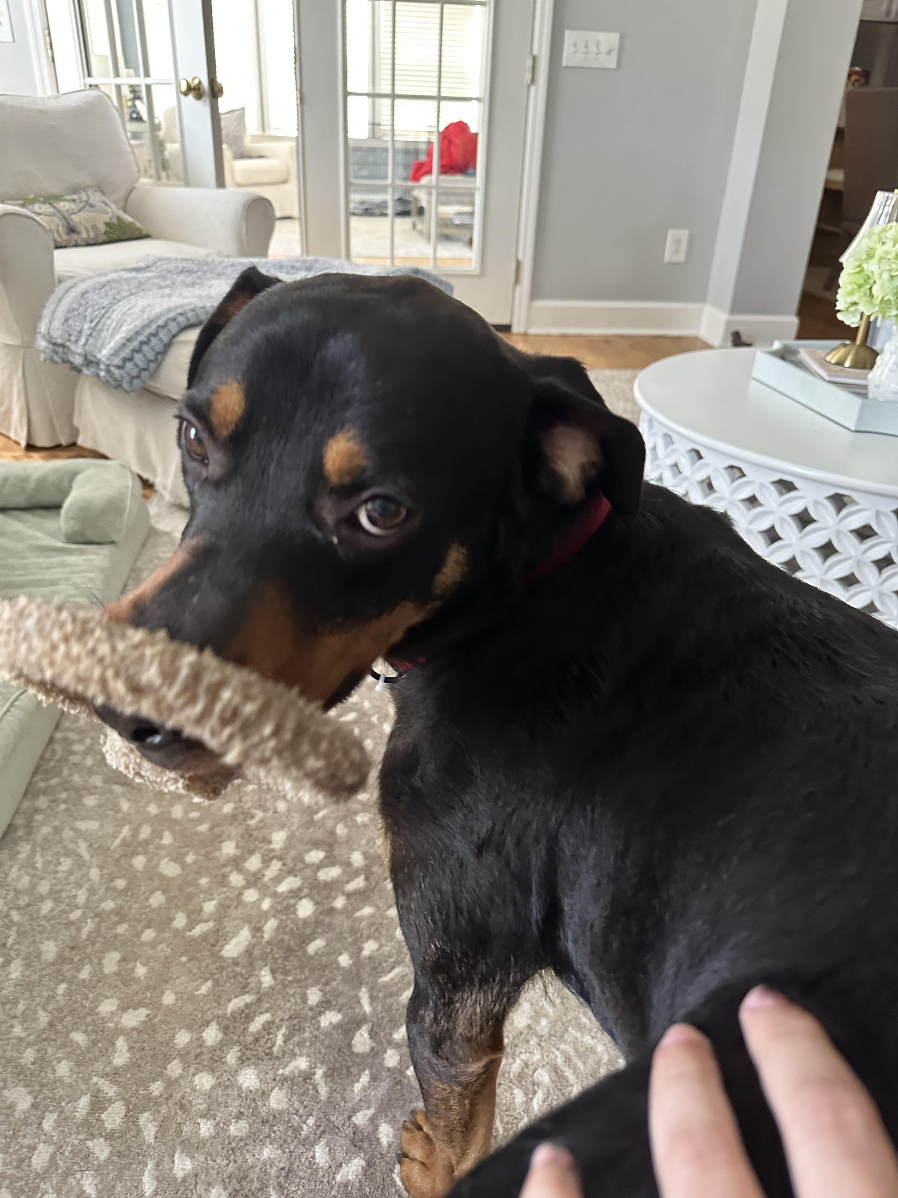 Bobo, a ADOPTABLE mixed breed in Summerville, SC image 5/6