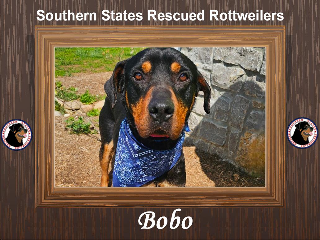 Bobo, a ADOPTABLE mixed breed in Summerville, SC image 1/6