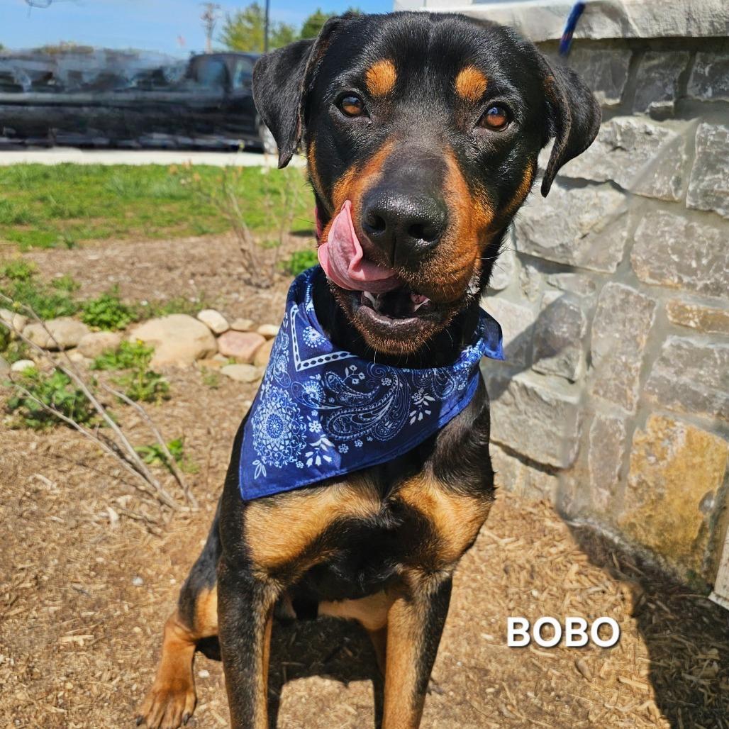 Bobo, a ADOPTABLE mixed breed in Summerville, SC image 2/6