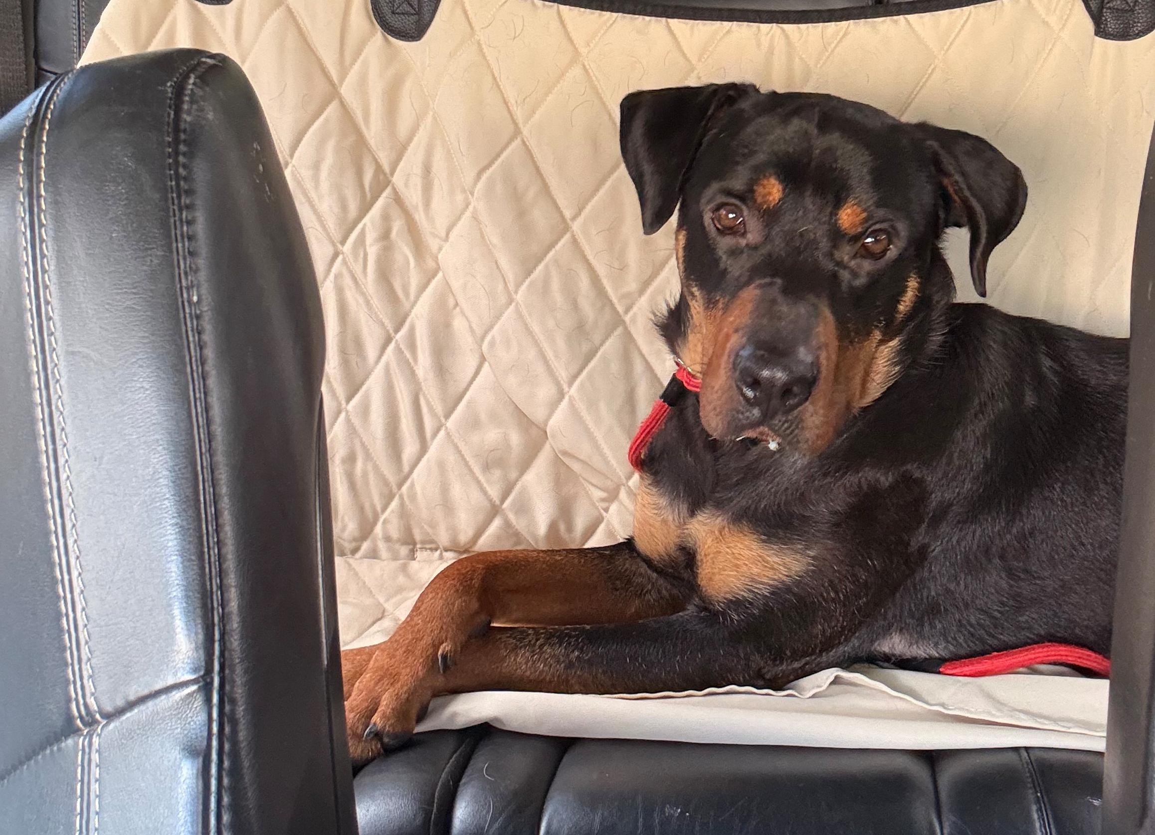 Bobo, a ADOPTABLE mixed breed in Summerville, SC image 6/6