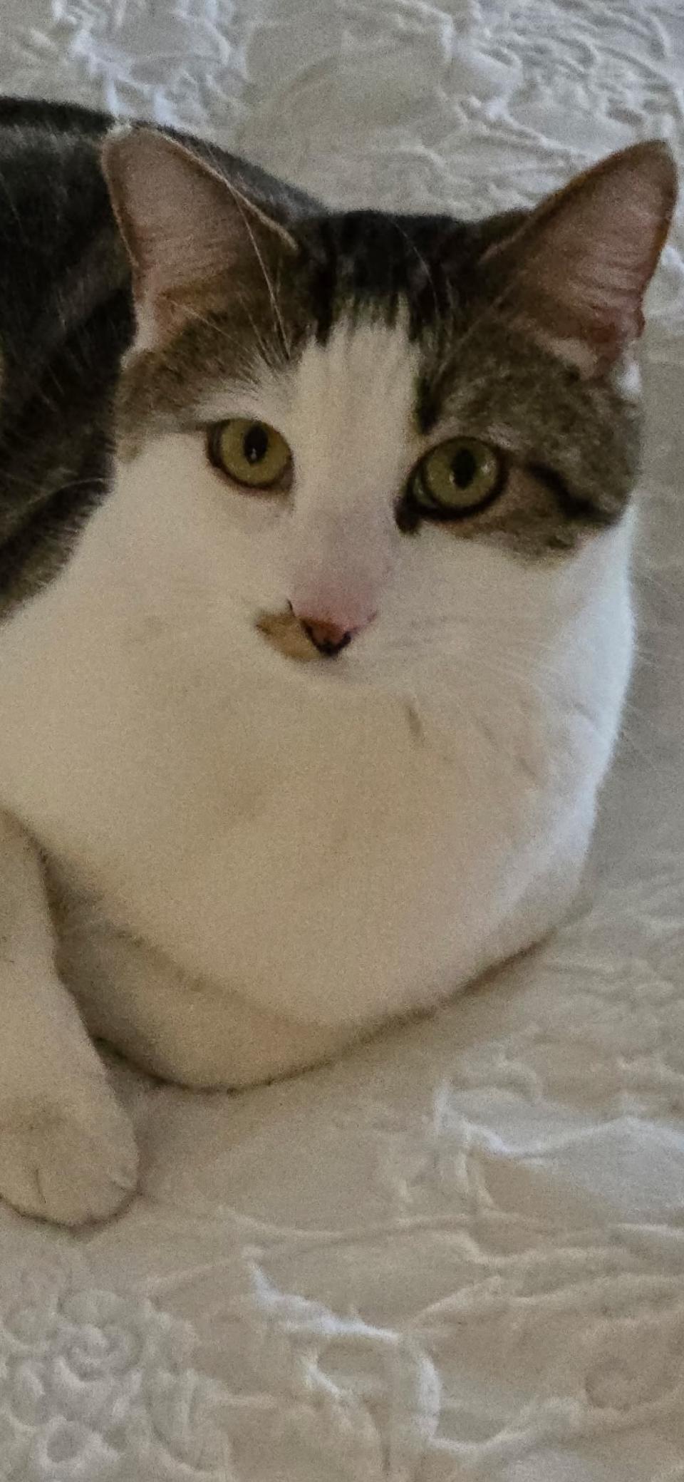 Enlarge Safari, a Adoptable Domestic Short Hair in Scottsdale, AZ image 1/2