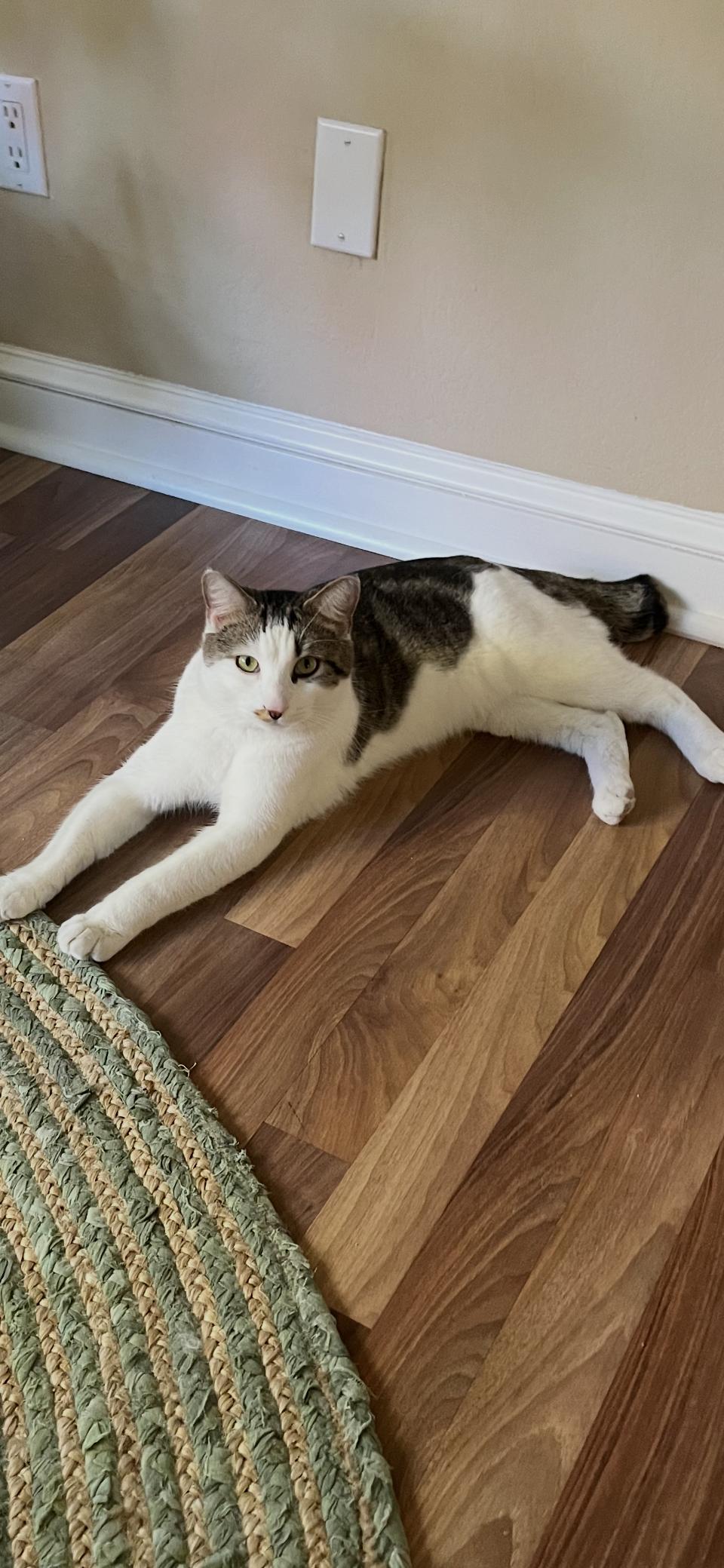 Enlarge Safari, a Adoptable Domestic Short Hair in Scottsdale, AZ image 2/2