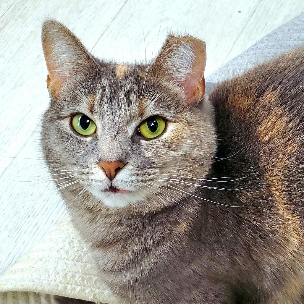 Enlarge Butterscotch, a Adoptable Domestic Short Hair in PITTSBURGH, PA image 1/6