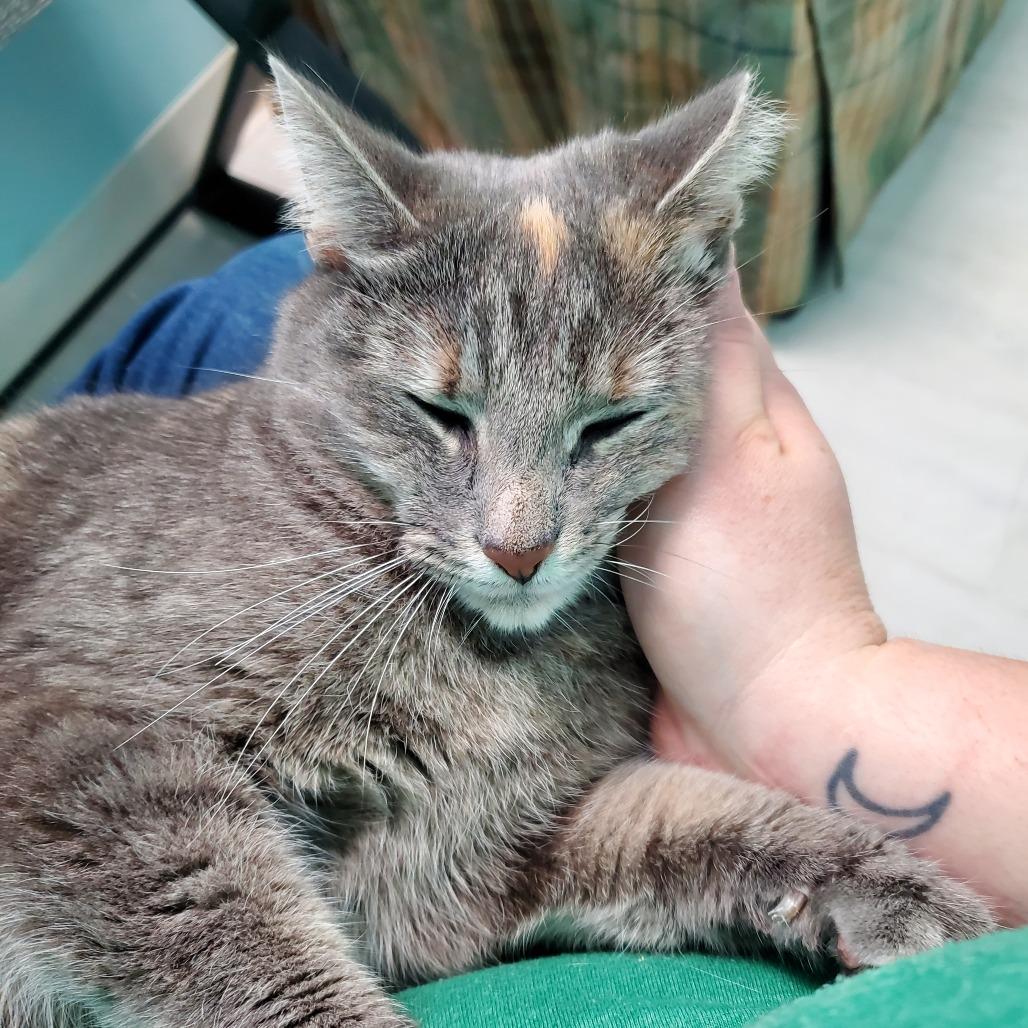 Enlarge Butterscotch, a Adoptable Domestic Short Hair in PITTSBURGH, PA image 2/6