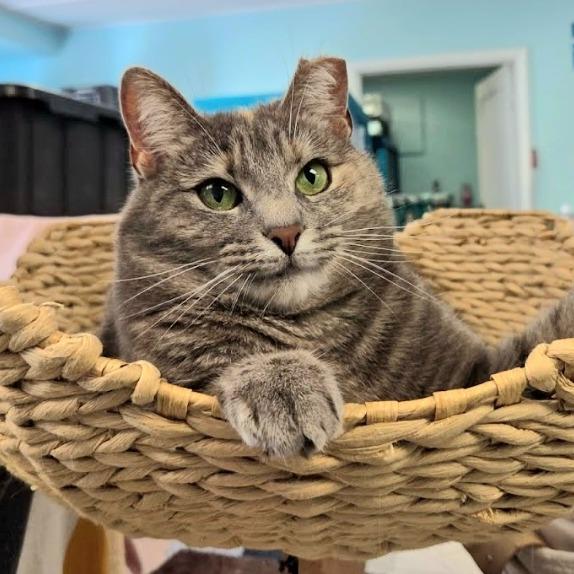 Enlarge Butterscotch, a Adoptable Domestic Short Hair in PITTSBURGH, PA image 3/6