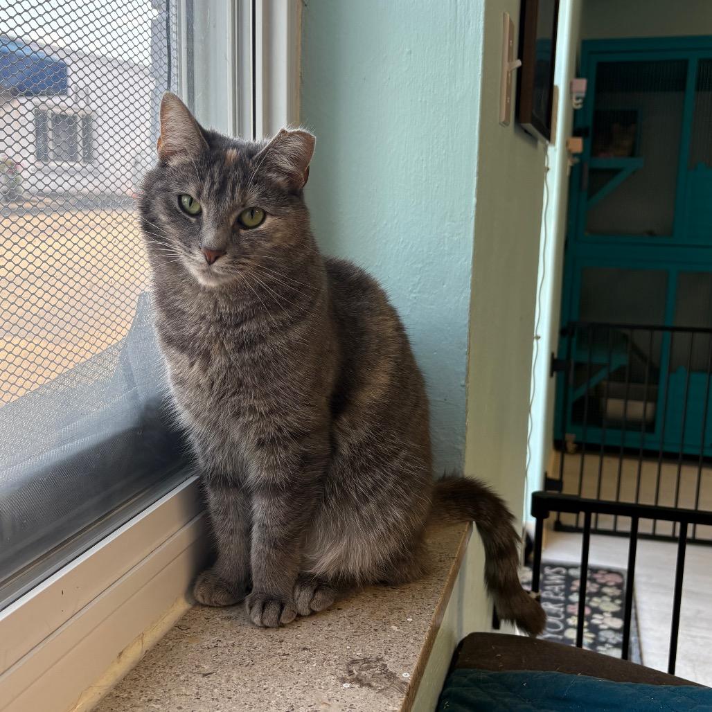 Enlarge Butterscotch, a Adoptable Domestic Short Hair in PITTSBURGH, PA image 3/6