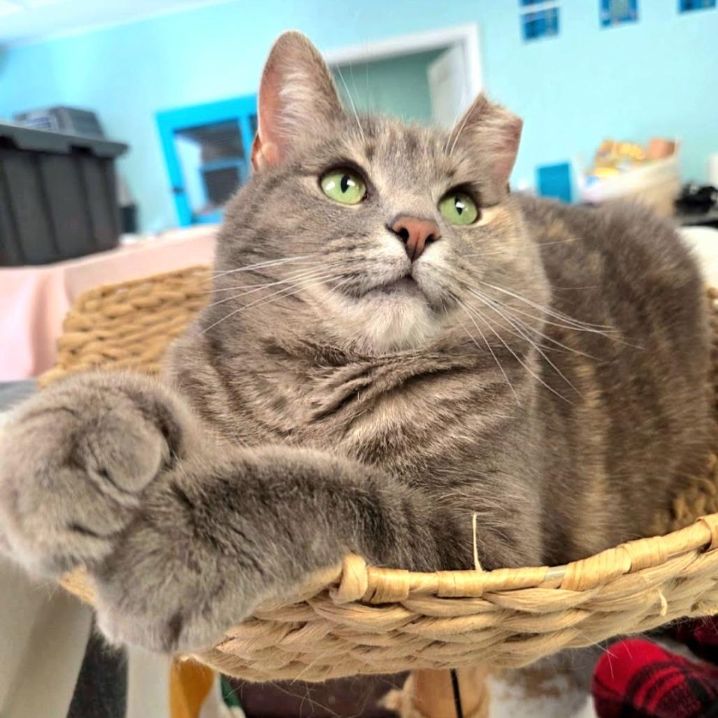 Enlarge Butterscotch, a Adoptable Domestic Short Hair in PITTSBURGH, PA image 5/6