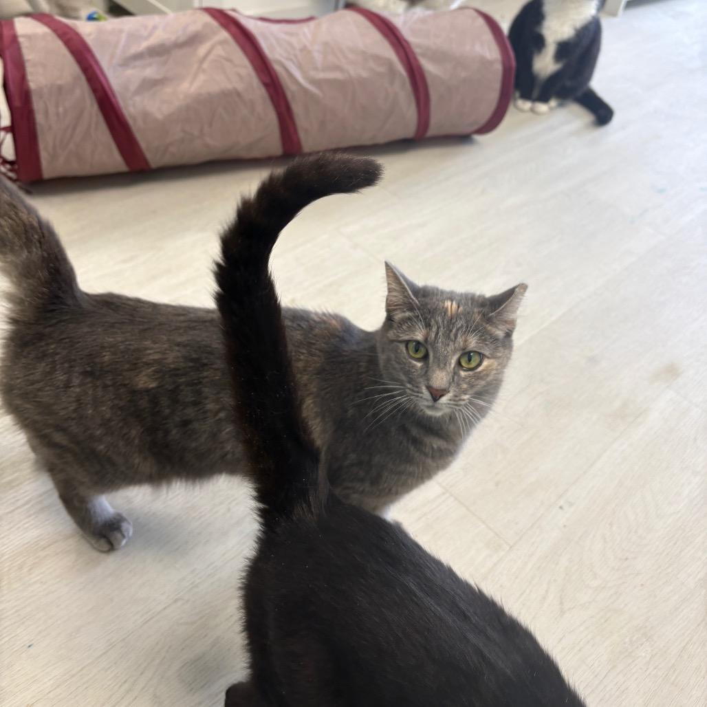 Enlarge Butterscotch, a Adoptable Domestic Short Hair in PITTSBURGH, PA image 4/6