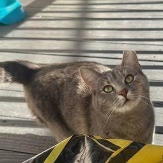 Enlarge Butterscotch, a Adoptable Domestic Short Hair in PITTSBURGH, PA image 6/6