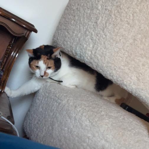 Delilah, a Adoptable Domestic Short Hair in Brea, CA image 1/5