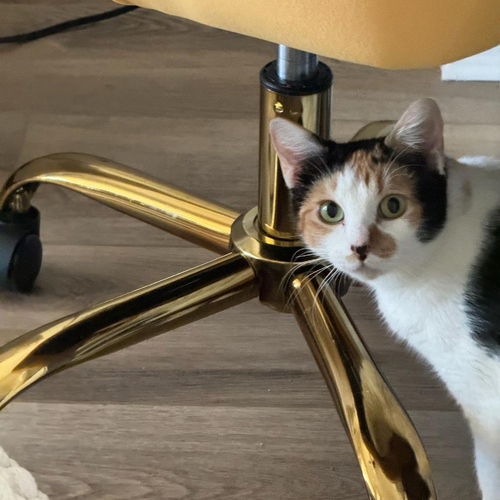 Delilah, a Adoptable Domestic Short Hair in Brea, CA image 2/5