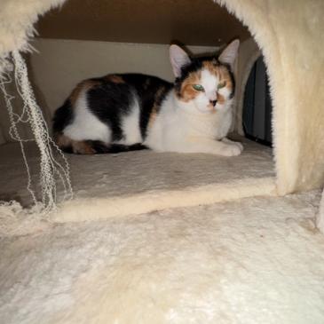 Delilah, a Adoptable Domestic Short Hair in Brea, CA image 1/5
