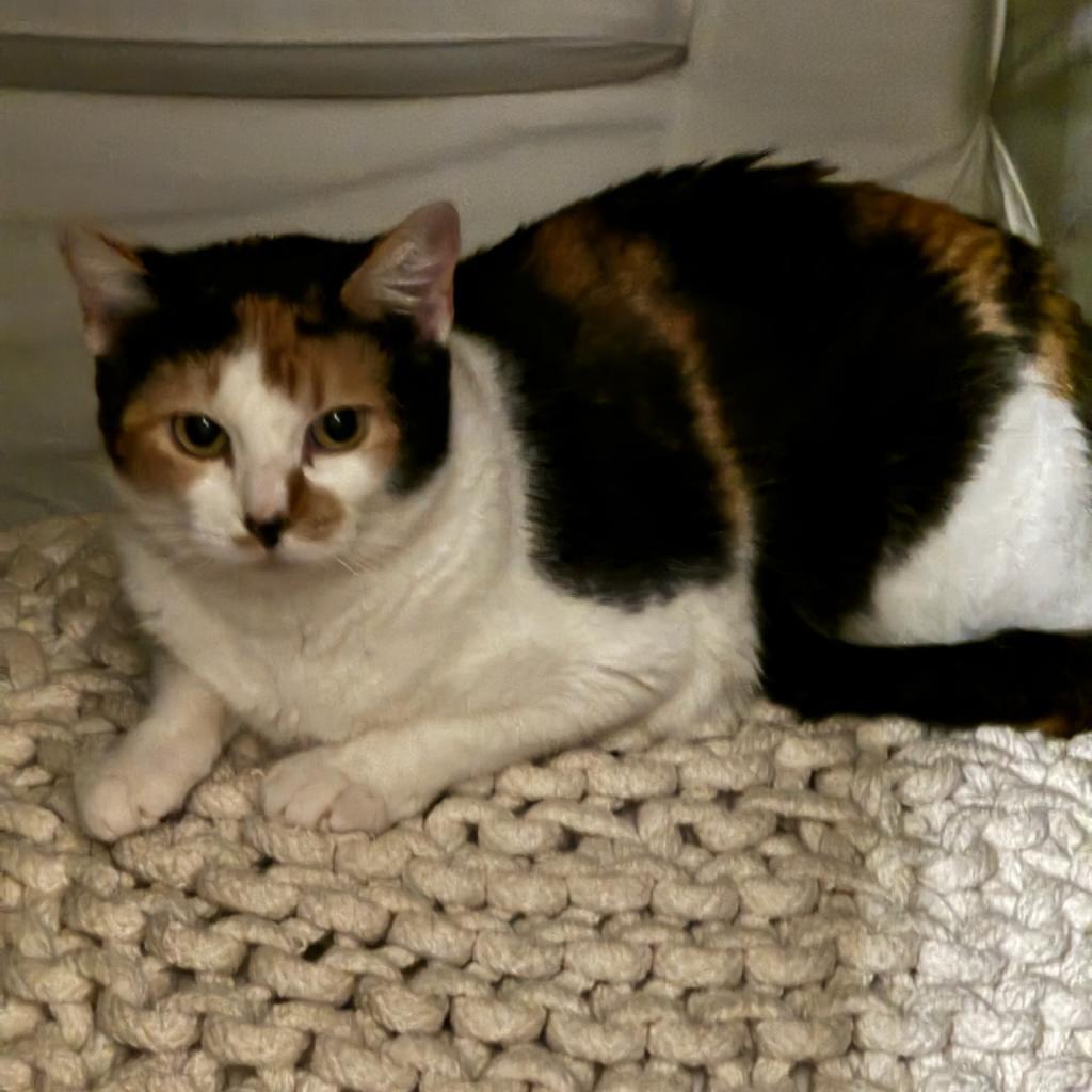 Delilah, a Adoptable Domestic Short Hair in Brea, CA image 3/5