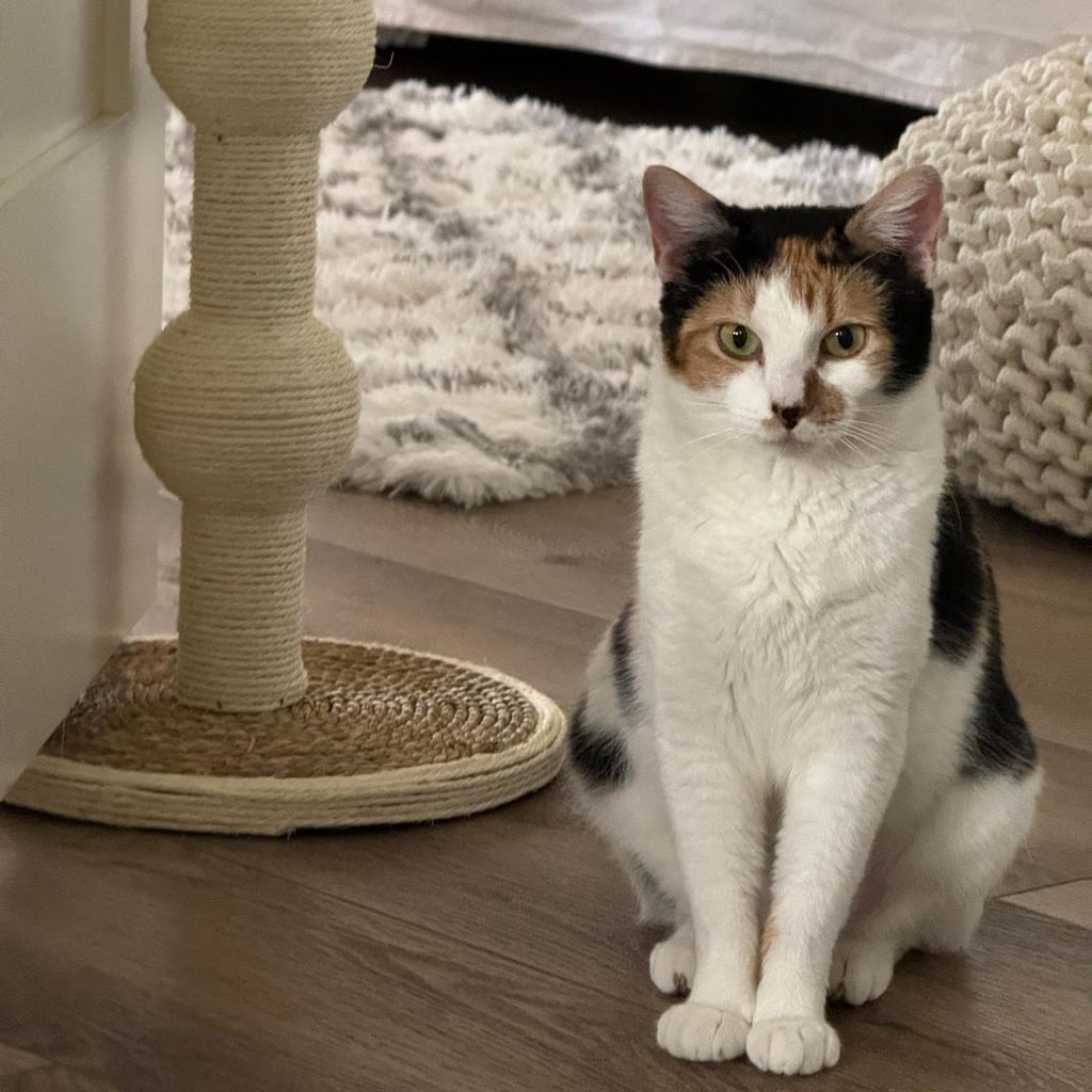 Delilah, a Adoptable Domestic Short Hair in Brea, CA image 5/5