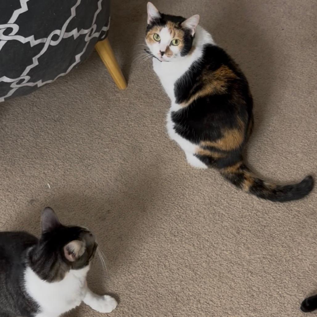 Enlarge Delilah, a Adoptable Domestic Short Hair in Brea, CA image 5/6