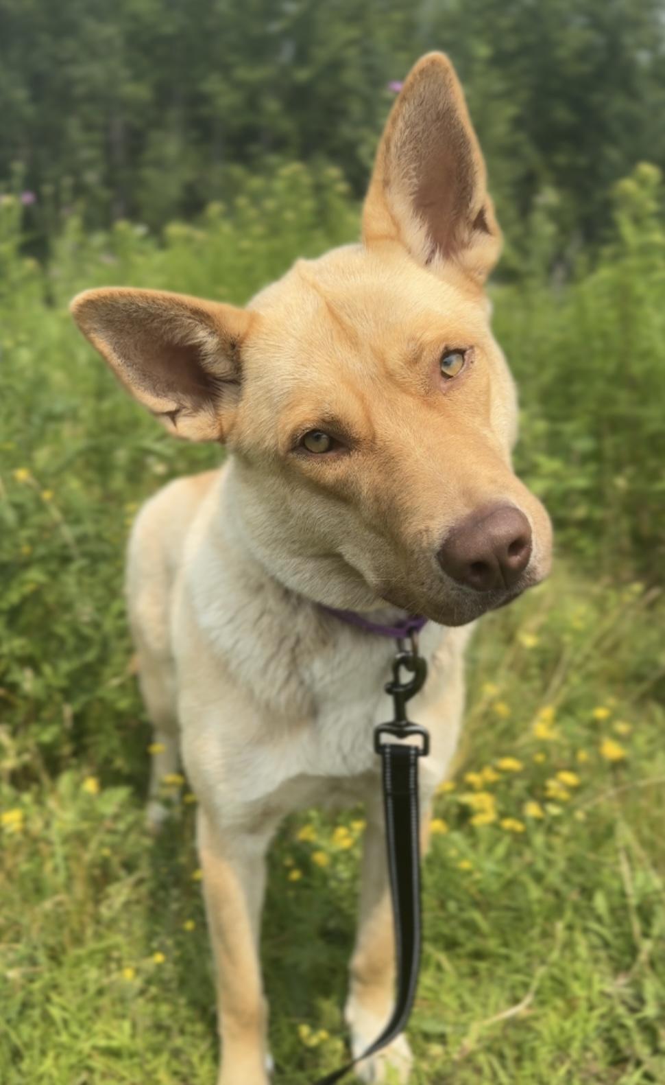 Evangeline, an adoptable Labrador Retriever, German Shepherd Dog in Hackensack, MN, 56452 | Photo Image 1