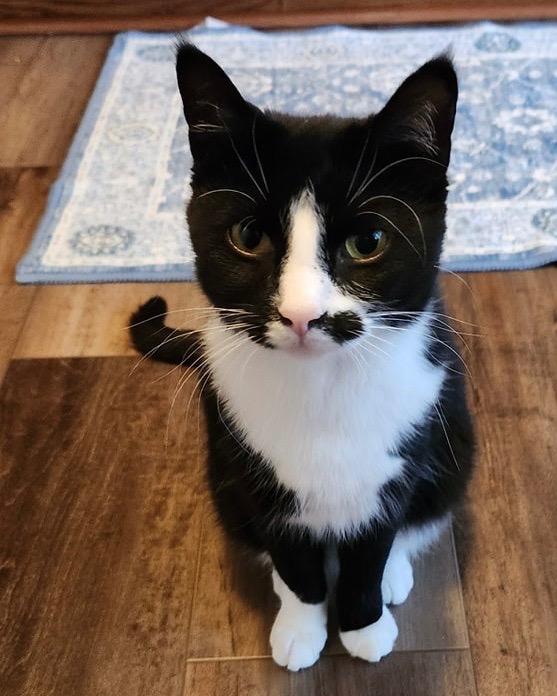 Rosa, Adoptable, Young Female Domestic Medium Hair.