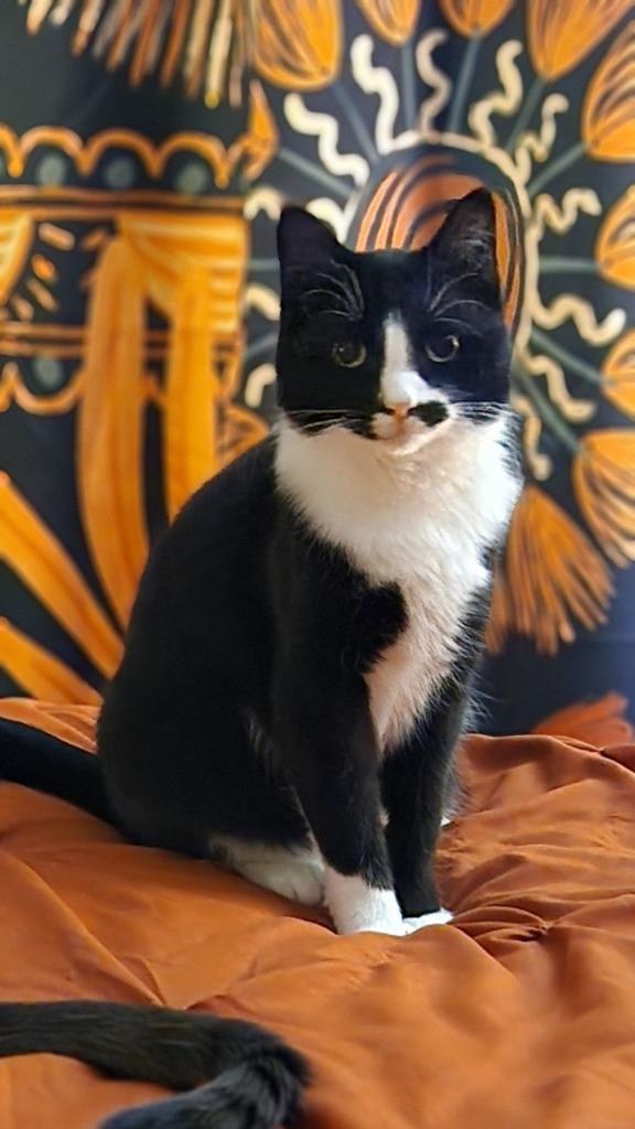 Rosa, a Adoptable mixed breed in Libertyville, IL image 3/6