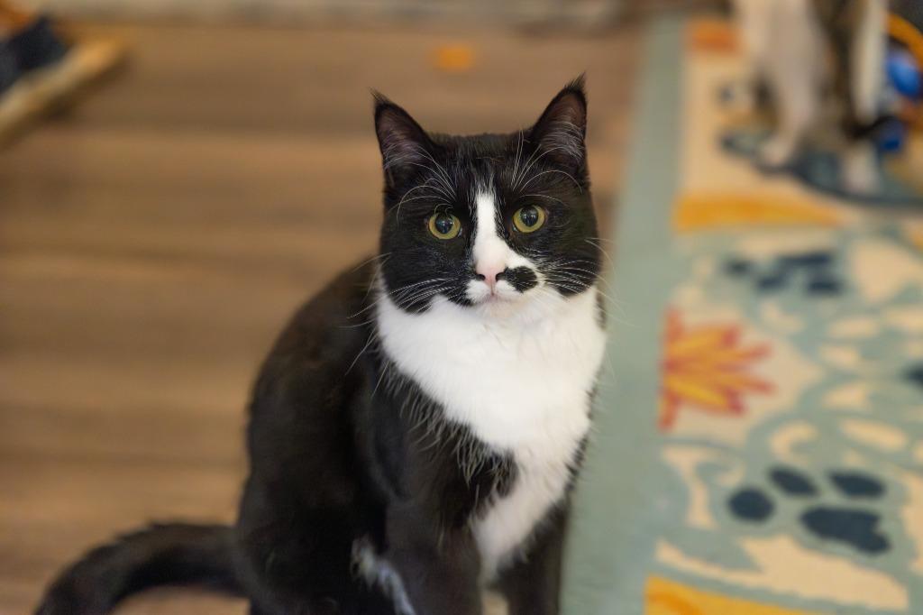 Enlarge Rosa, a Adoptable mixed breed in Libertyville, IL image 2/6