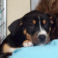 Blitzen — thumbnail 2