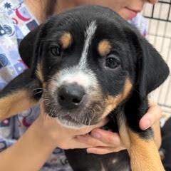 Blitzen — thumbnail 3