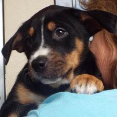 Blitzen — thumbnail 4