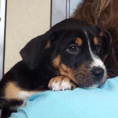 Blitzen — thumbnail 6