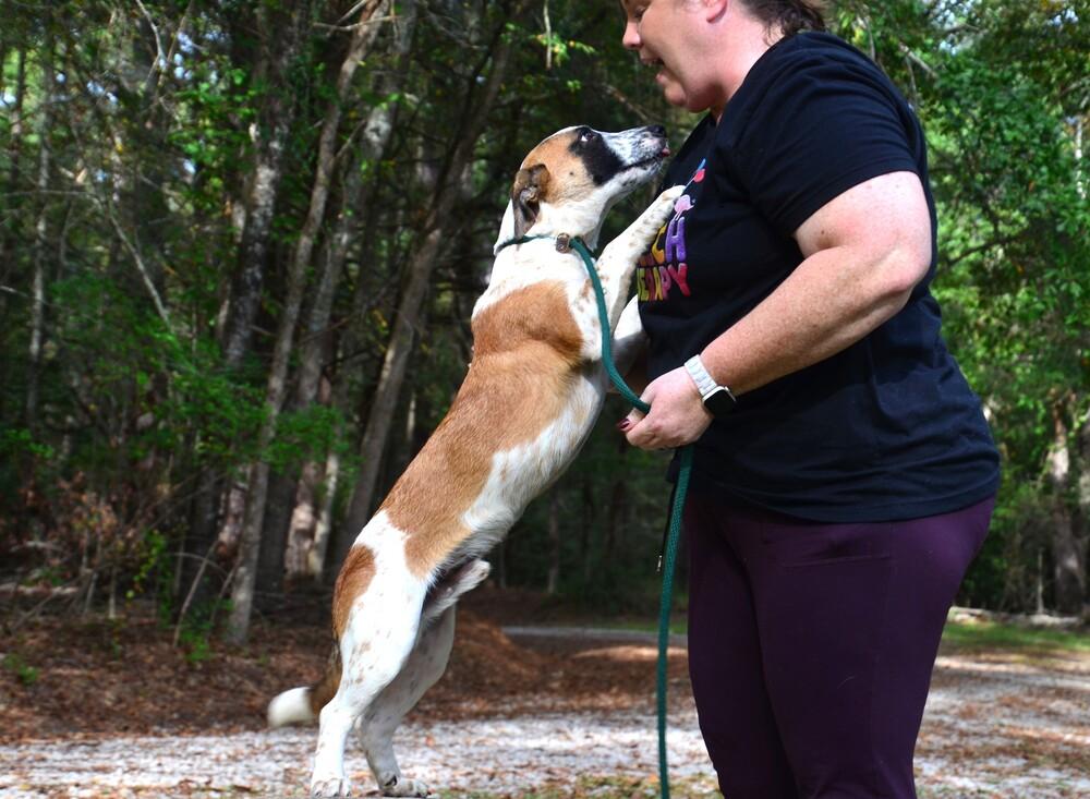 Enlarge Kyle, a Adoptable mixed breed in Willingboro, NJ image 1/6