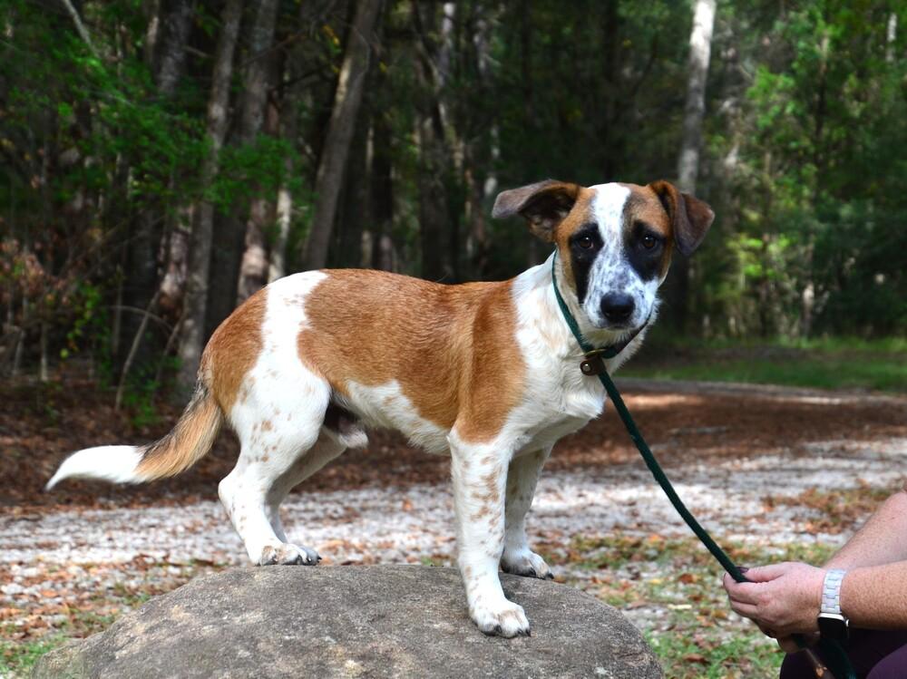 Enlarge Kyle, a Adoptable mixed breed in Willingboro, NJ image 2/6