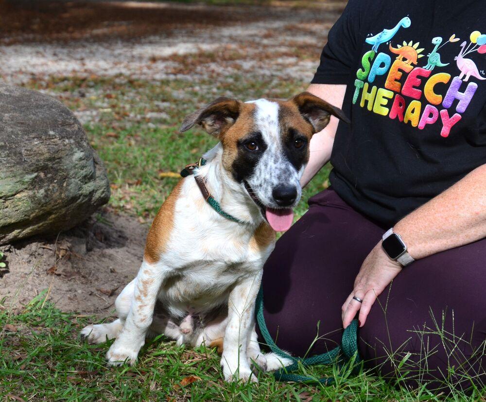 Enlarge Kyle, a Adoptable mixed breed in Willingboro, NJ image 3/6