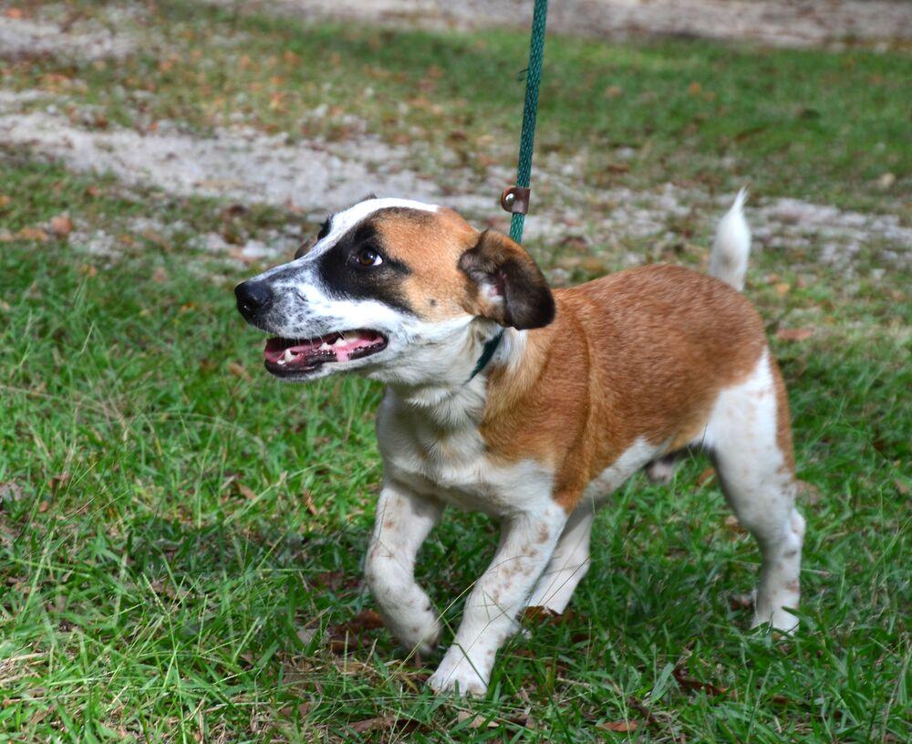 Enlarge Kyle, a Adoptable mixed breed in Willingboro, NJ image 4/6