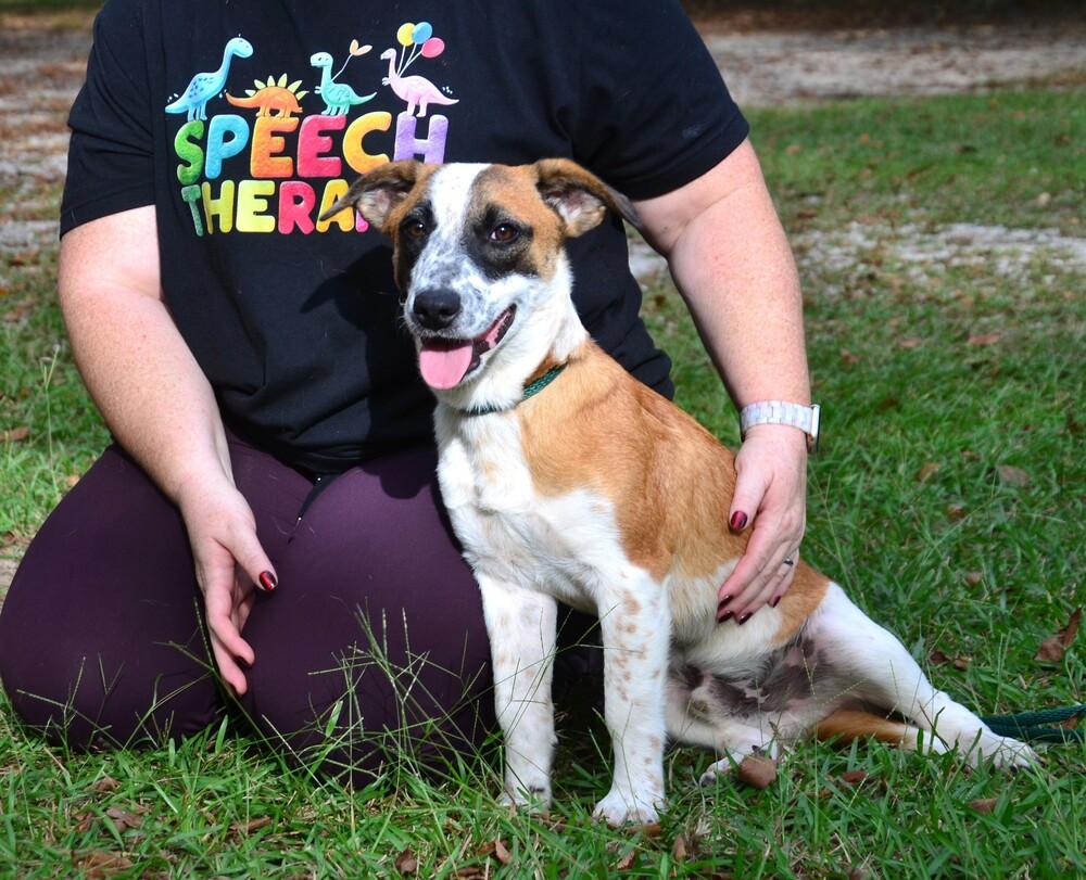 Enlarge Kyle, a Adoptable mixed breed in Willingboro, NJ image 5/6