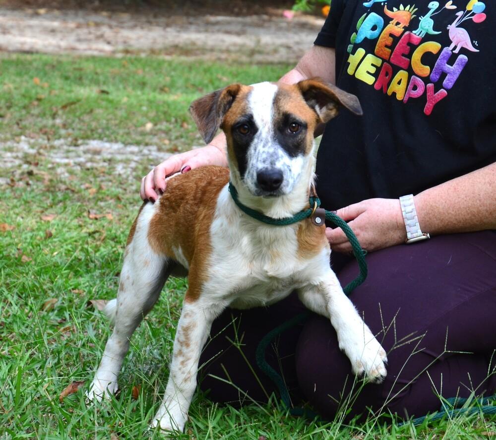 Enlarge Kyle, a Adoptable mixed breed in Willingboro, NJ image 6/6
