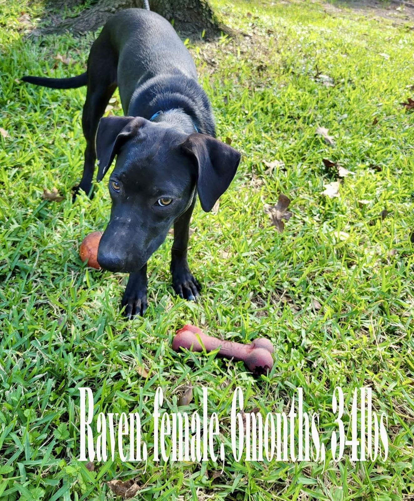 Raven, Adoptable, Puppy Female Black Labrador Retriever.