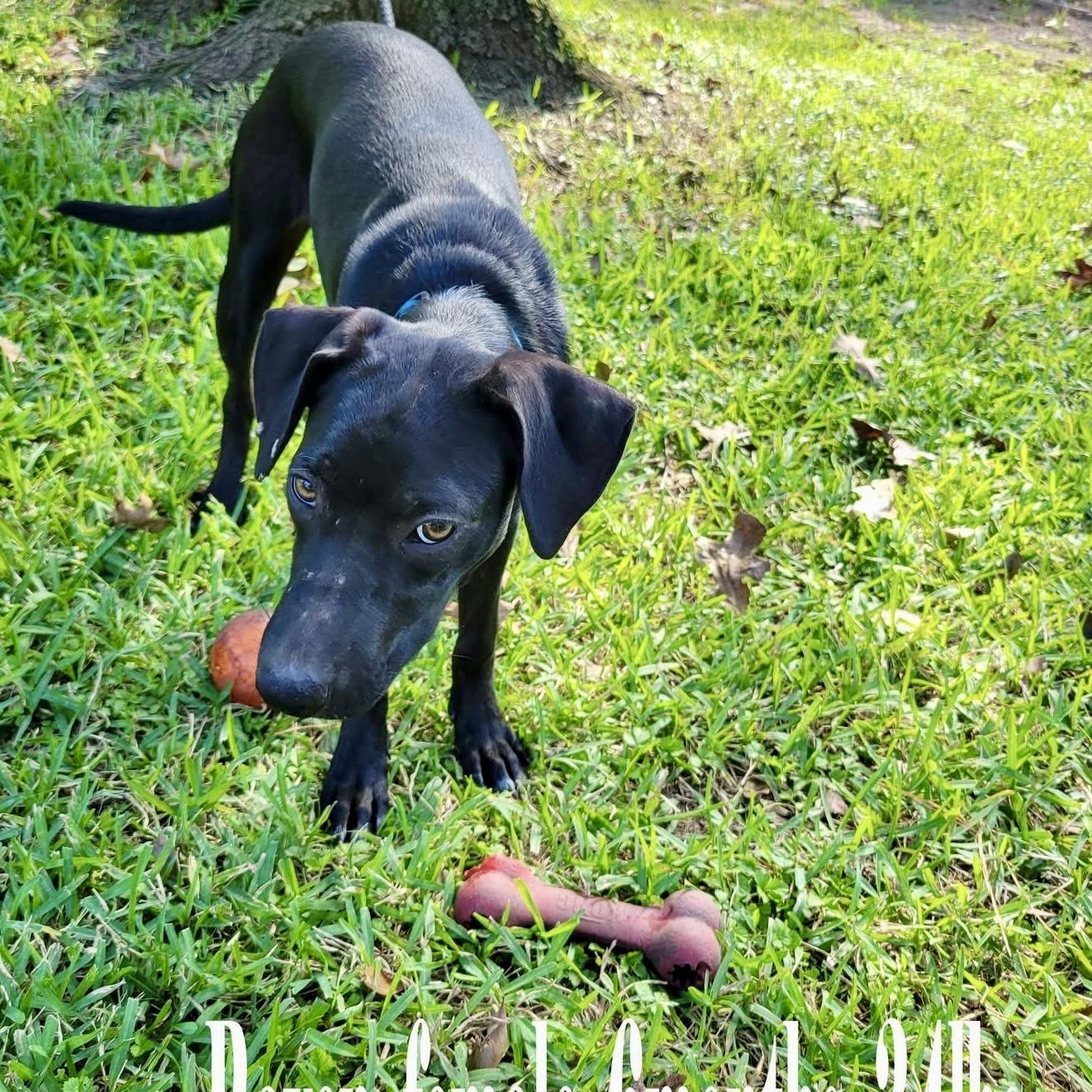 Raven, a Adoptable mixed breed in Jay, NY image 4/5