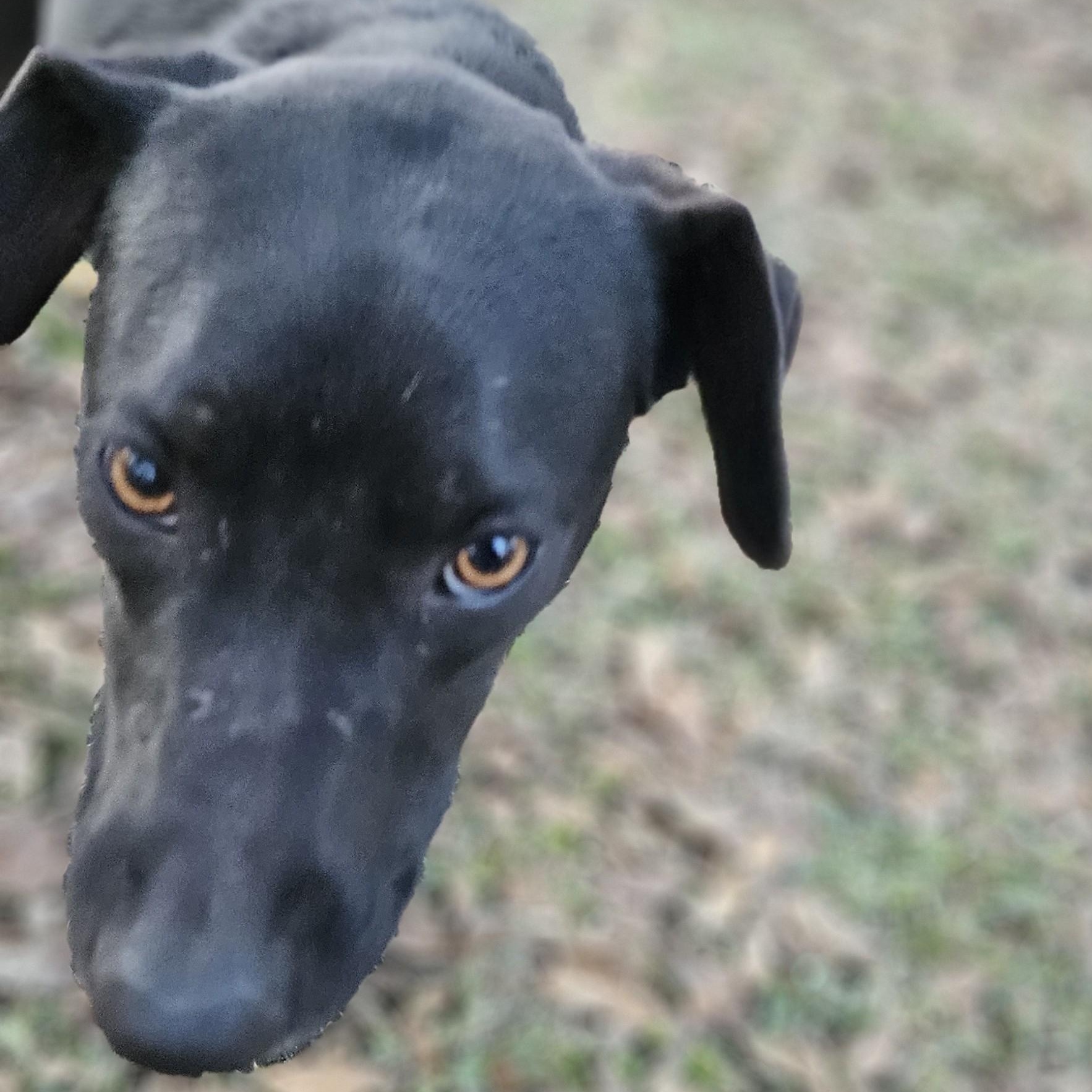 Raven, a Adoptable mixed breed in Jay, NY image 5/5