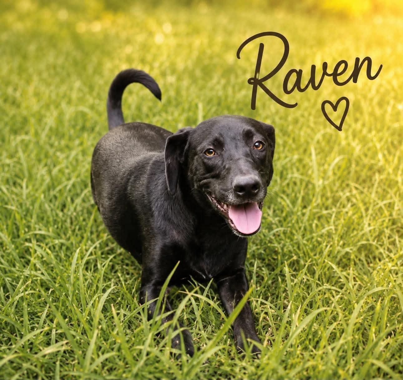 Raven, a Adoptable mixed breed in Jay, NY image 1/5