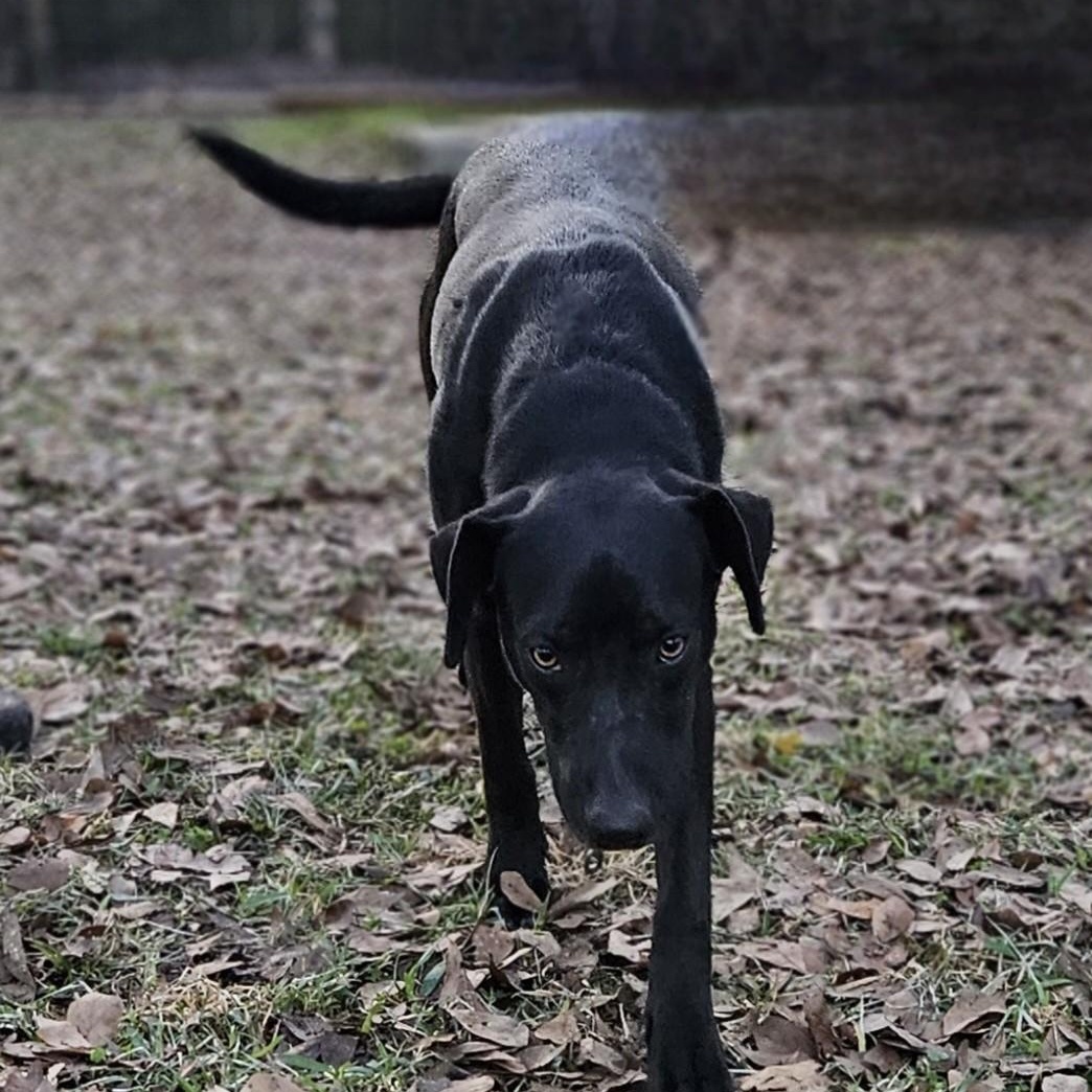Raven, a Adoptable mixed breed in Jay, NY image 3/5