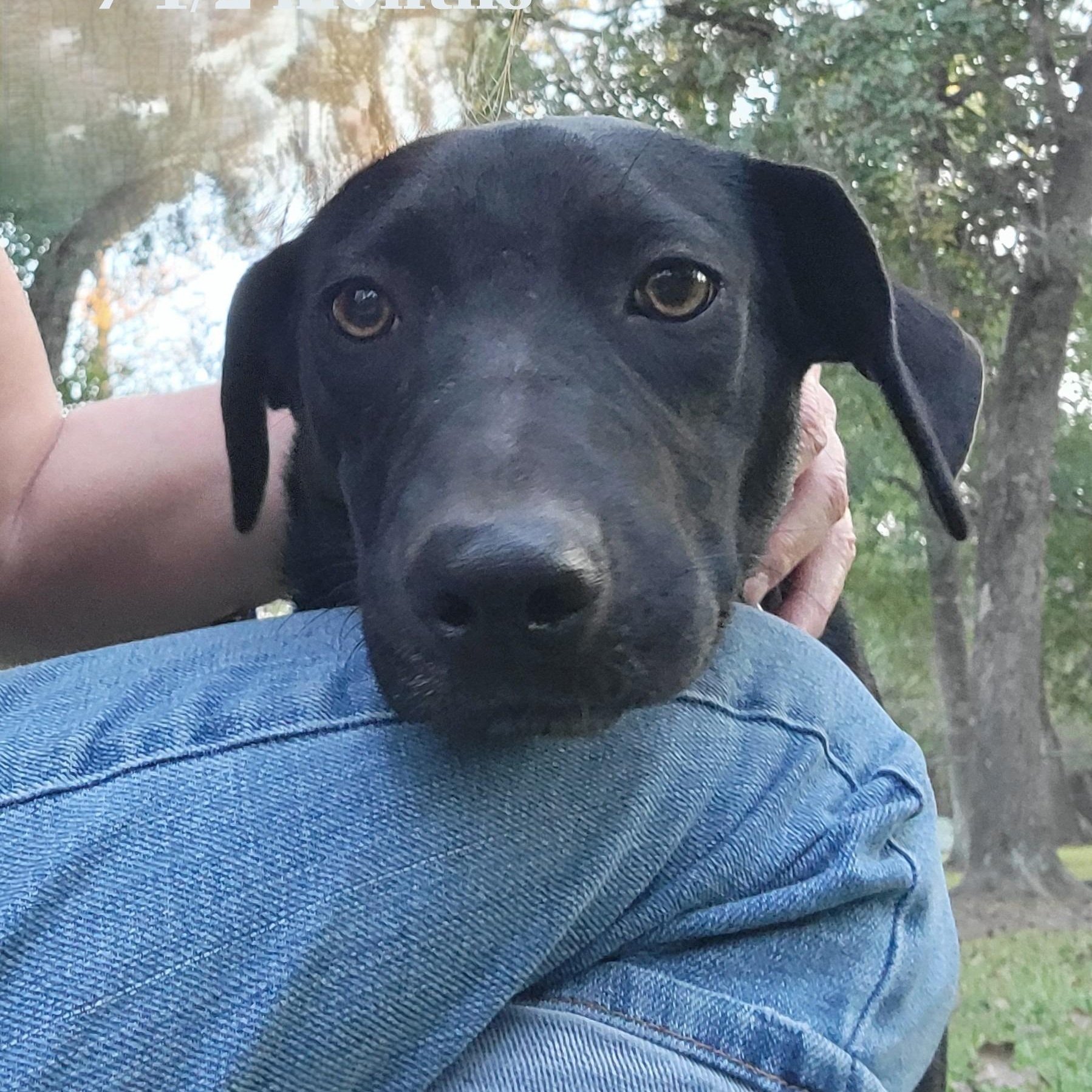 Raven, a Adoptable mixed breed in Jay, NY image 2/5