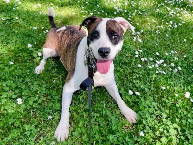 Kiri - Athletic, Intelligent, and Eager to Please, a Adoptable mixed breed in Tacoma, WA image 2/4