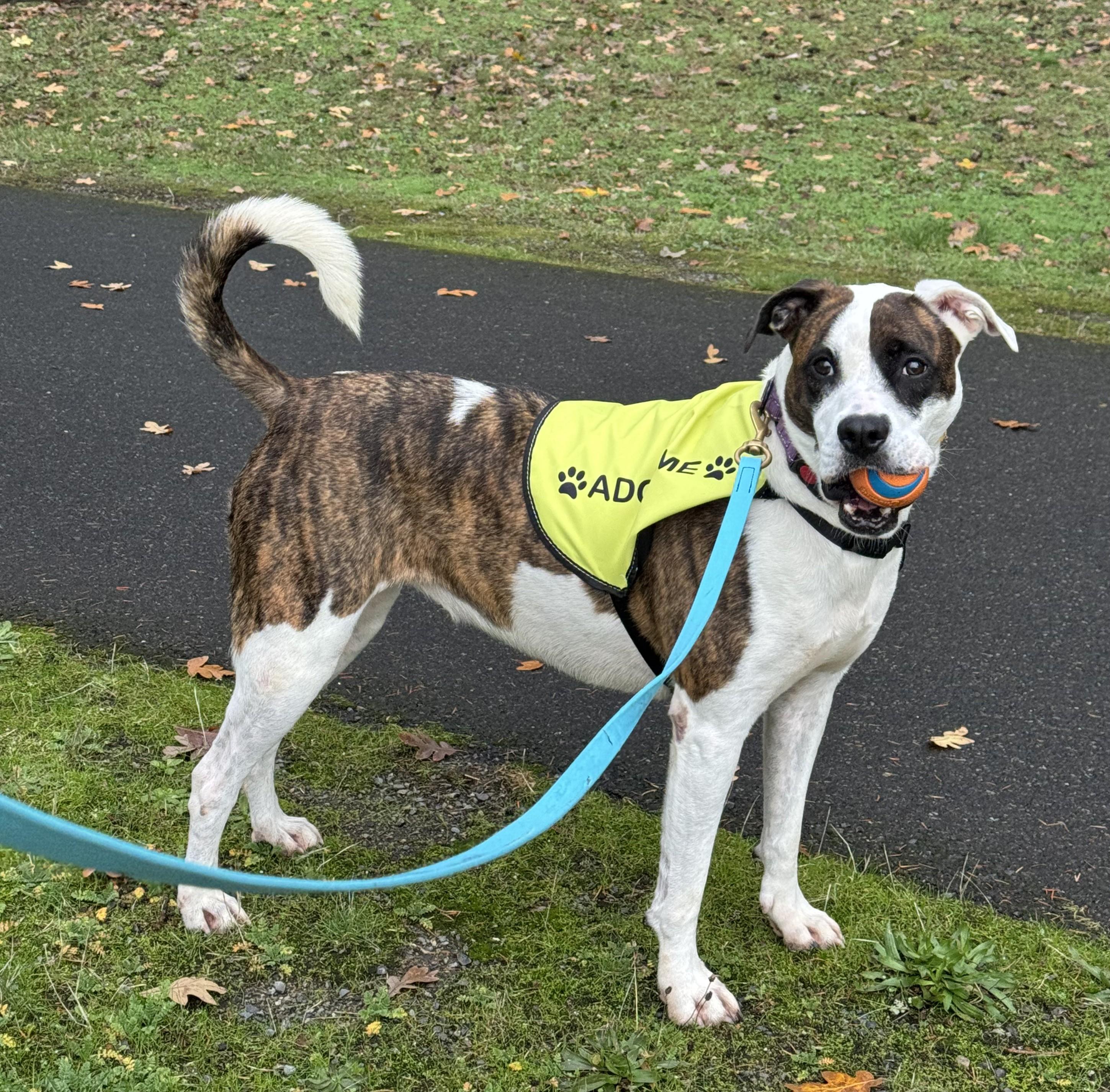 Kiri - Athletic,  Intelligent, and Eager to Please, Adoptable, Adult Female Boxer.