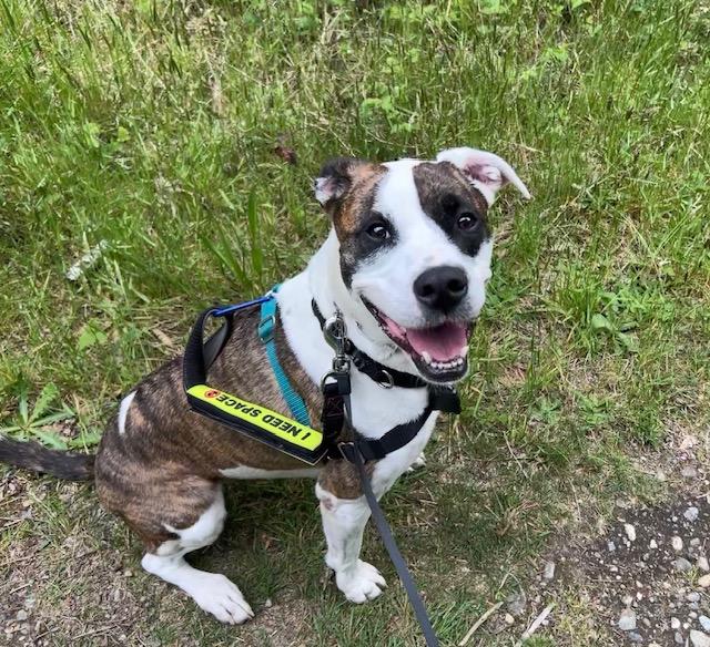 Kiri - Athletic, Intelligent, and Eager to Please, a Adoptable mixed breed in Tacoma, WA image 3/4