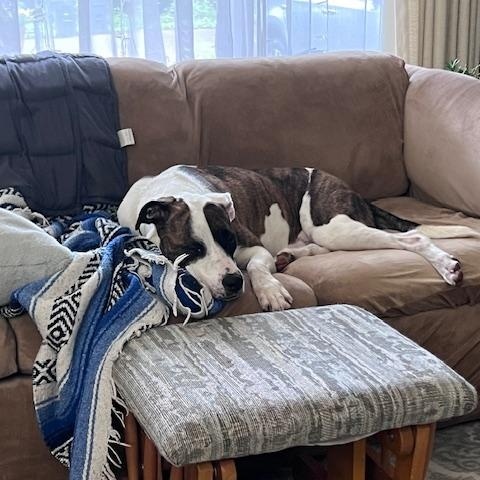 Kiri - Athletic, Intelligent, and Eager to Please, a Adoptable mixed breed in Tacoma, WA image 4/4