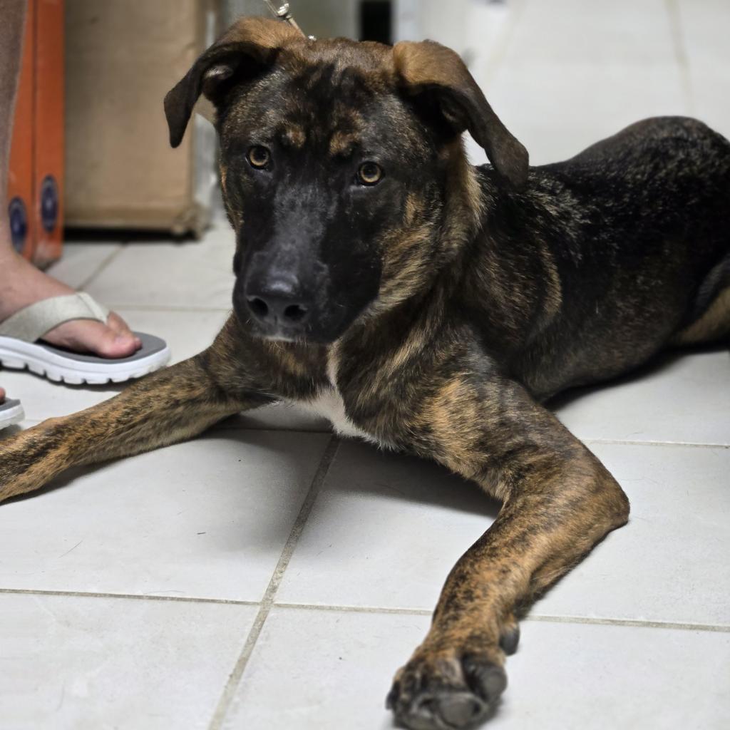 Lyma, Adoptable, Adult Female German Shepherd Dog & Belgian Shepherd / Malinois.