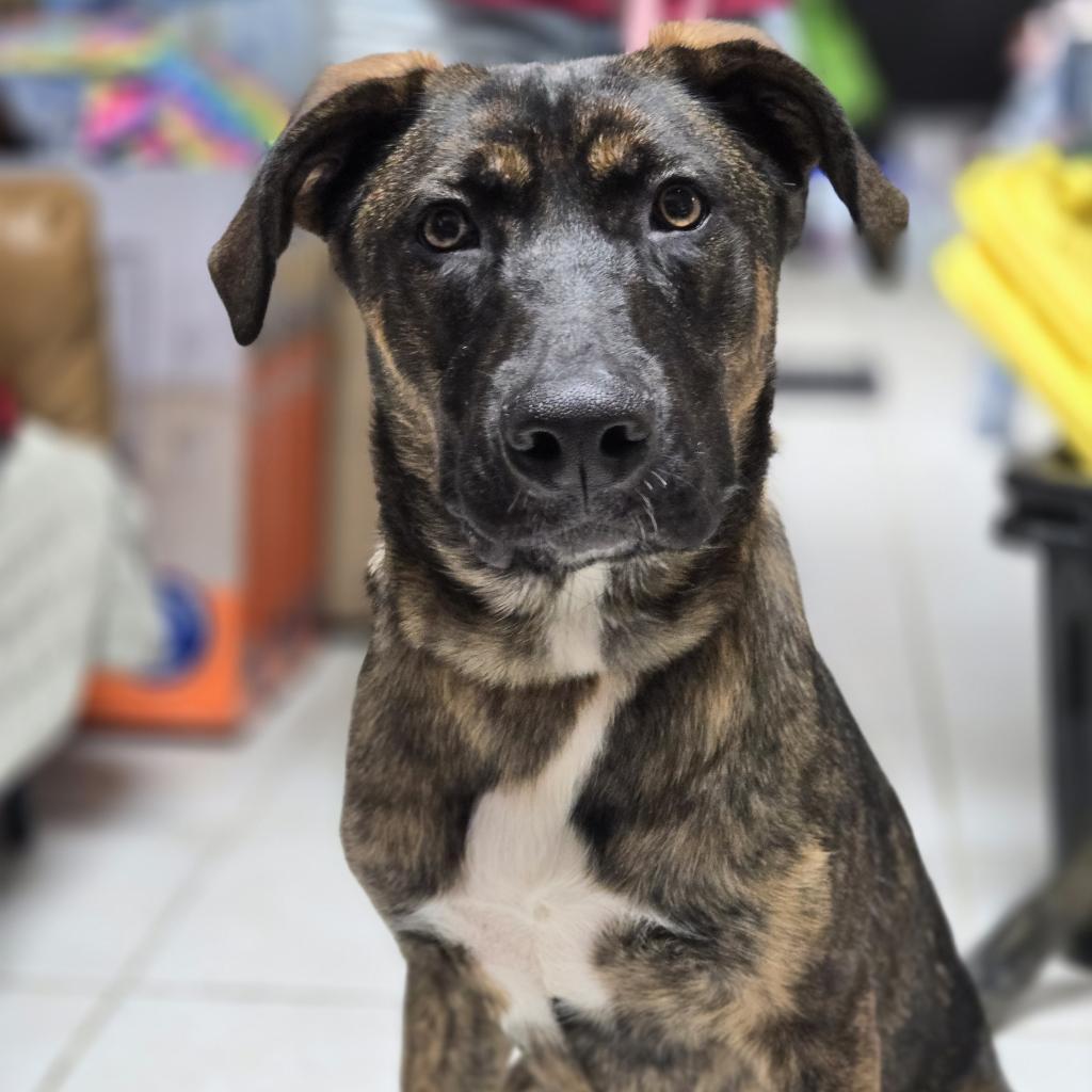 Lyma, a Adoptable mixed breed in Savannah, GA image 2/6