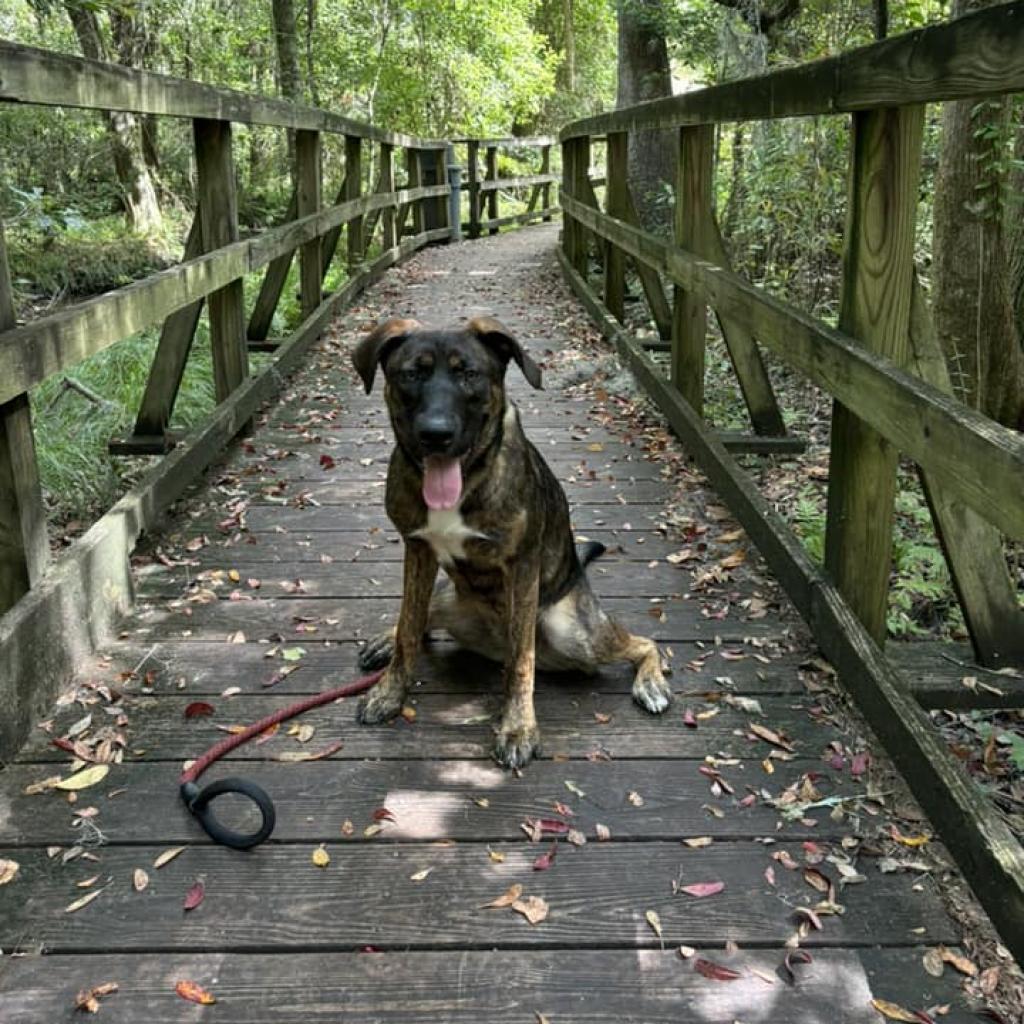 Lyma, a Adoptable mixed breed in Savannah, GA image 3/6